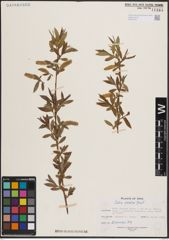 Foto von Salix excelsa S. G. Gmel.